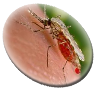 Mosquito de la Malaria
